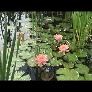 Meet your Posher, Laura